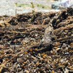 New California law cuts red tape to stop golden mussel invasion. Next, action shifts to Congress - Stocktonia