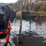 Dog that hunts invasive sea creature named animal of the year - BBC