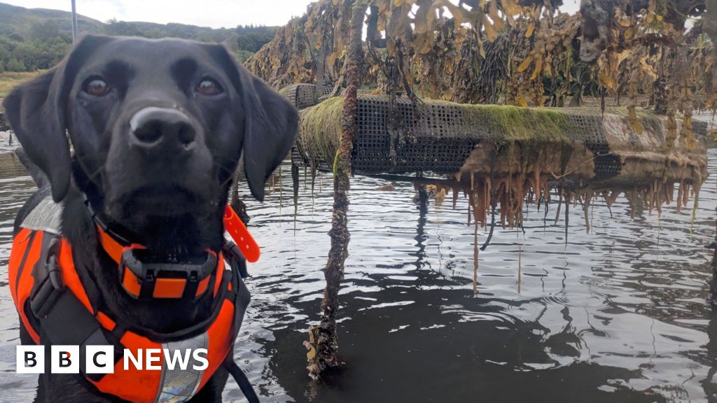 Dog that hunts invasive sea creature named animal of the year - BBC