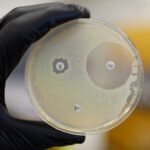 Salmonella Resistance May Help Probiotics Survive Antibiotics - EMJ