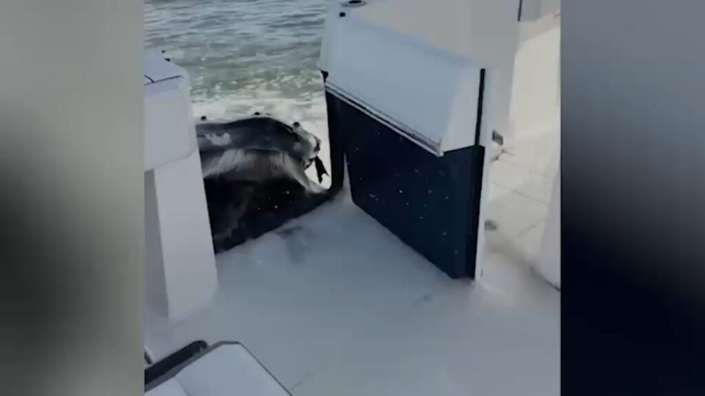 Fishermen Have Close Call with Humpback Whale Off Long Island - SSBCrack