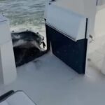 Fishermen Have Close Call with Humpback Whale Off Long Island - SSBCrack