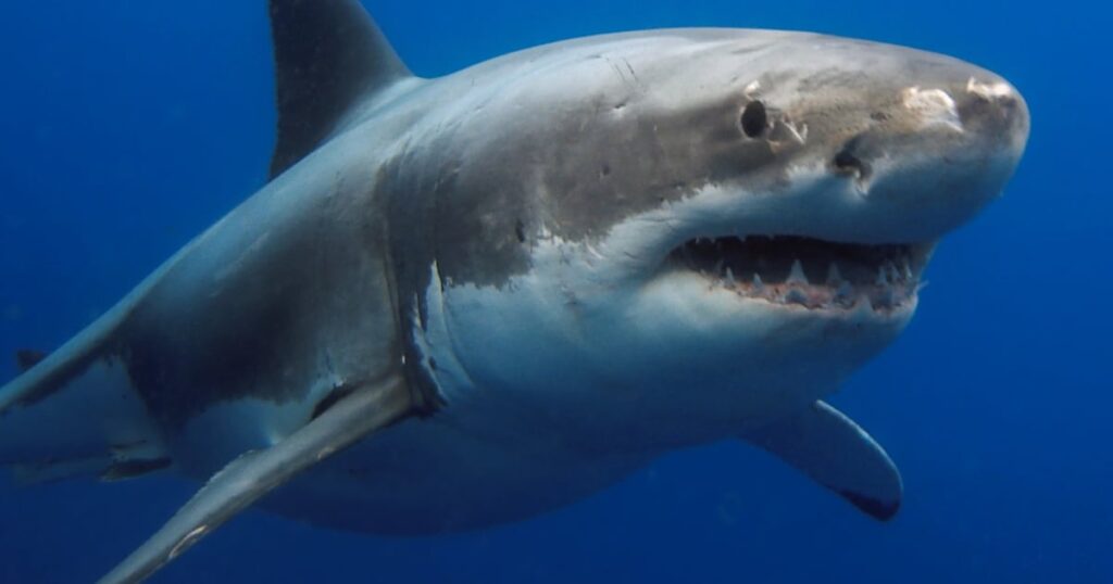 KuGompo City records first fatal shark attack since 1997 - TimesLIVE