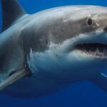 KuGompo City records first fatal shark attack since 1997 - TimesLIVE