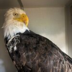 Necropsy Reveals Cause of Death for Iconic Big Bear Bald Eagle Jackie - SSBCrack