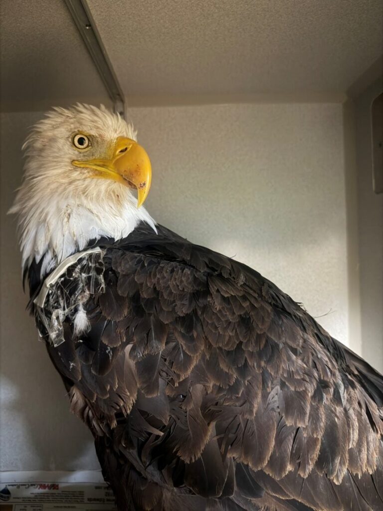 Necropsy Reveals Cause of Death for Iconic Big Bear Bald Eagle Jackie - SSBCrack