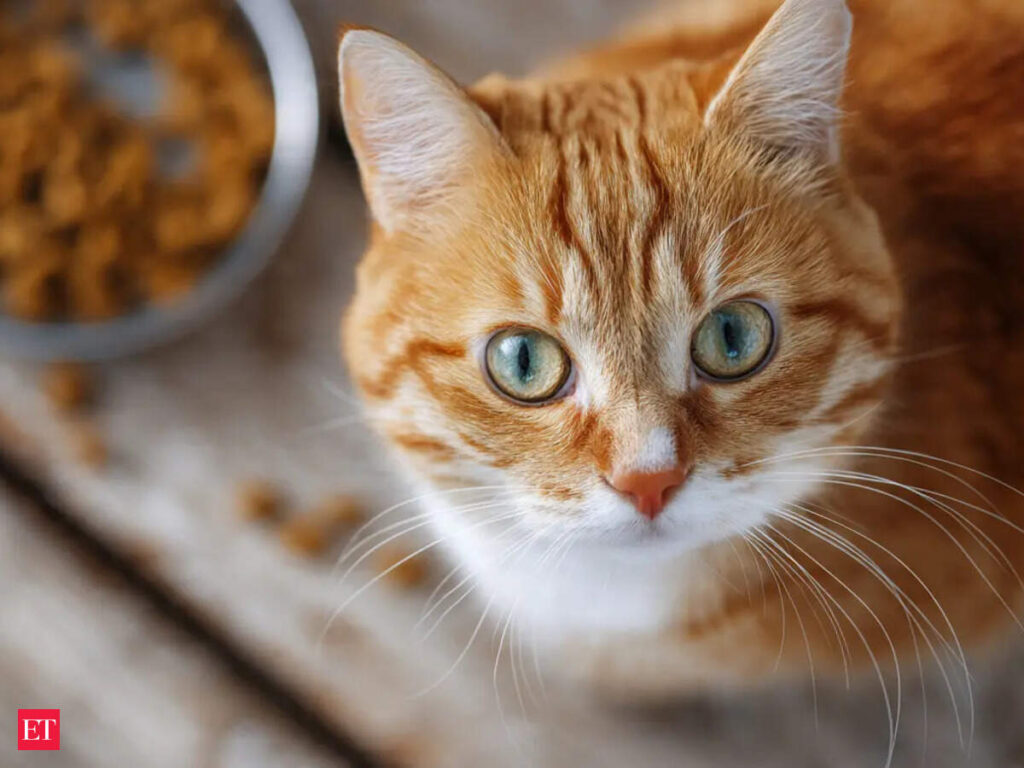 Does your cat eat the same food every day? New test finds 122 contaminants, nearly 28 times more mercury i - The Economic Times