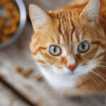 Does your cat eat the same food every day? New test finds 122 contaminants, nearly 28 times more mercury i - The Economic Times