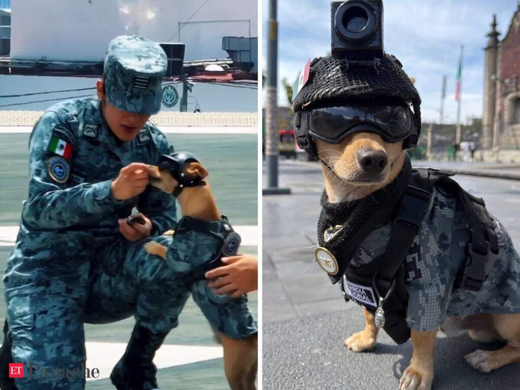A 13-month-old puppy joins Mexico’s National Guard. How a 15lb Chihuahua is training for search and rescue - The Economic Times