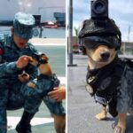 A 13-month-old puppy joins Mexico’s National Guard. How a 15lb Chihuahua is training for search and rescue - The Economic Times