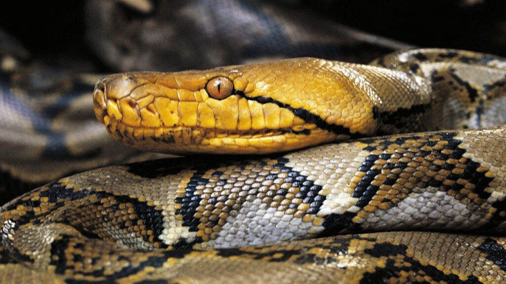 Python hunters snag Puerto Rico's largest reticulated python on record after it was spotted strangling pet cat - Fox News