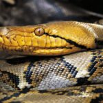 Python hunters snag Puerto Rico's largest reticulated python on record after it was spotted strangling pet cat - Fox News