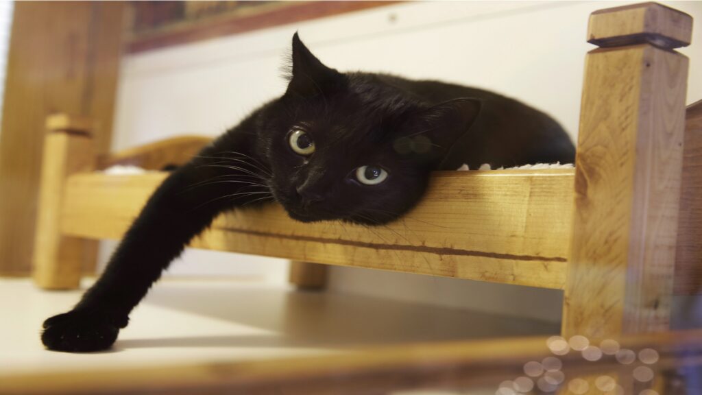 Investigation Finds Heavy Metals In Nearly All Cat Food - westchester.news12.com