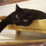 Investigation Finds Heavy Metals In Nearly All Cat Food - westchester.news12.com