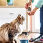 Nearly all tested cat foods contained traces of heavy metals and other contaminants, study finds - EasternEye