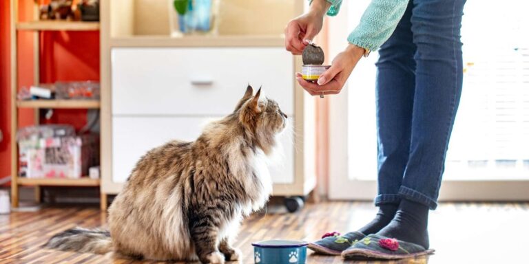 Nearly all tested cat foods contained traces of heavy metals and other contaminants, study finds - EasternEye