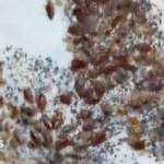 Cardiff Controller Tackles Worst Bedbug Infestation - SuaraGarut.ID