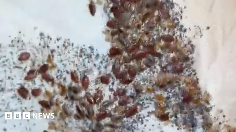 Cardiff Controller Tackles Worst Bedbug Infestation - SuaraGarut.ID