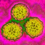 About 1 in 8 cancer cases worldwide are tied to these infections — most of them preventable - WRTV