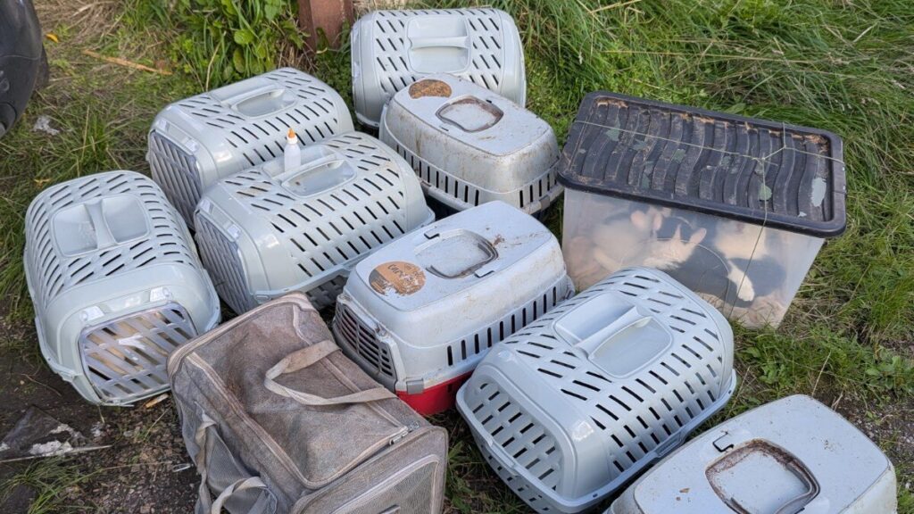 Man Out For Walk Finds Boxes Piled In Alley With 26 Little Lives Sealed Inside - The Dodo