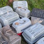 Man Out For Walk Finds Boxes Piled In Alley With 26 Little Lives Sealed Inside - The Dodo