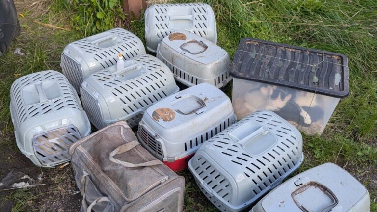 Man Out For Walk Finds Boxes Piled In Alley With 26 Little Lives Sealed Inside - The Dodo