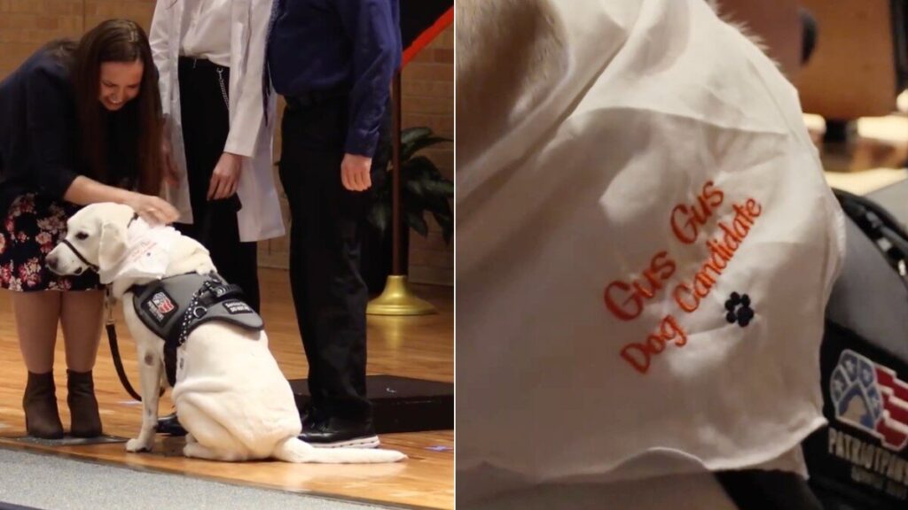 Service Dog Joins Mom’s White Coat Ceremony And Gets His Own Surprise - The Dodo
