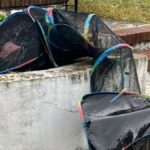 Officers Get A Call About Mesh Tunnel In Yard And Find 4 'Soaking Wet' Babies Inside - The Dodo