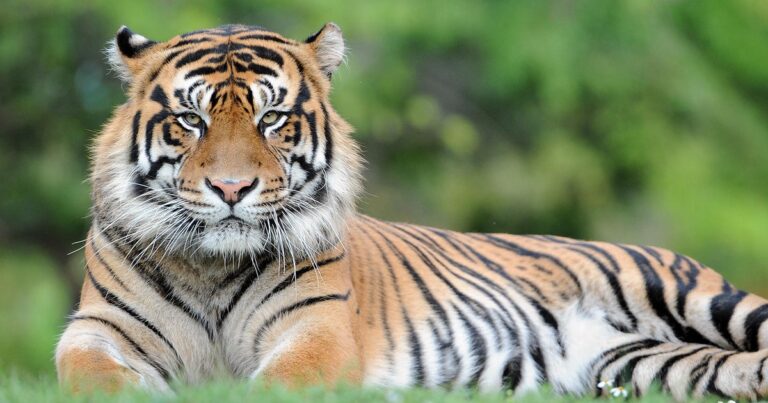 Man killed by tiger in England after entering enclosure at wildlife park - CBS News
