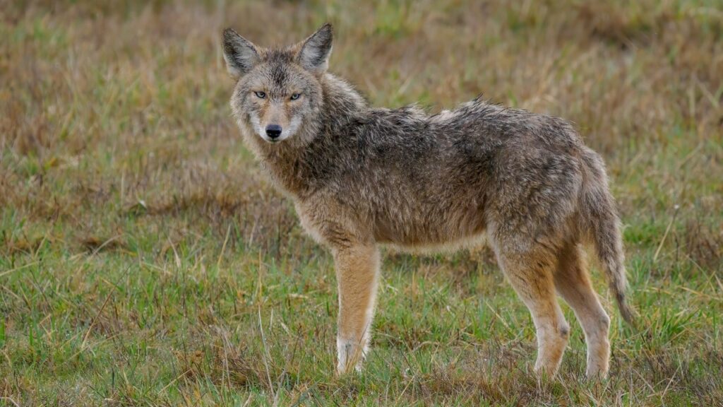 Viral wildlife video captures coyote launching itself into the air to snatch a pear off a tree - Fox News