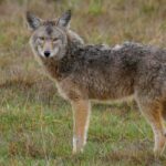Viral wildlife video captures coyote launching itself into the air to snatch a pear off a tree - Fox News
