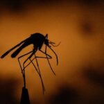 DuPage County reports first human West Nile virus death of 2026 - CBS News