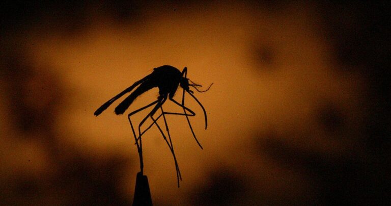 DuPage County reports first human West Nile virus death of 2026 - CBS News
