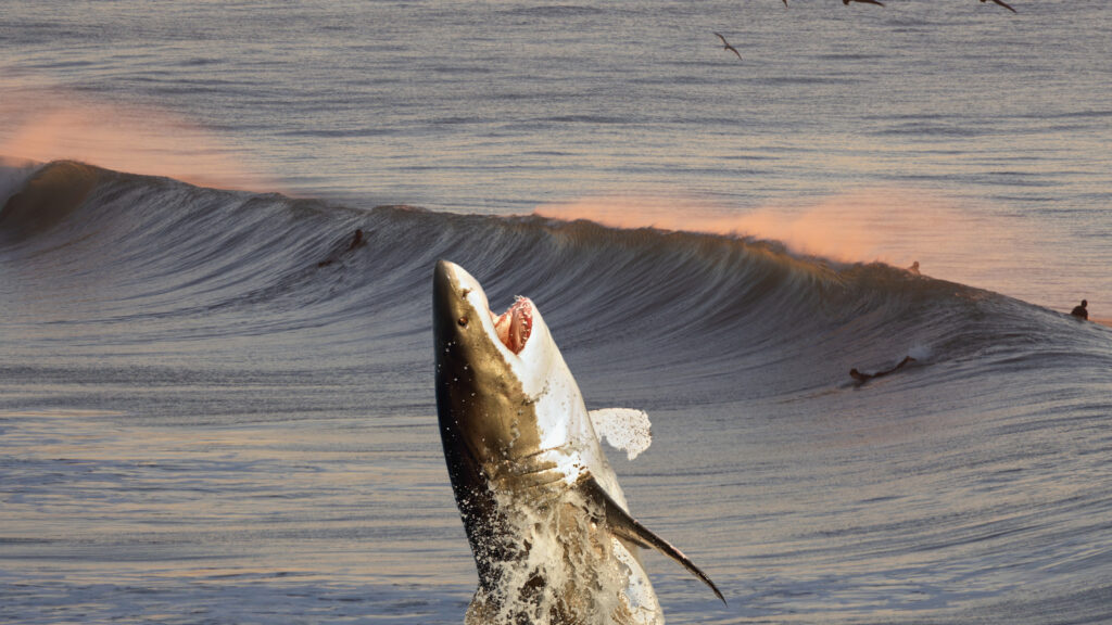 Perfect Timing: Great White Shark Breaches In The Background While Woman Poses At A California Beach (Video) - BroBible