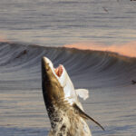 Perfect Timing: Great White Shark Breaches In The Background While Woman Poses At A California Beach (Video) - BroBible