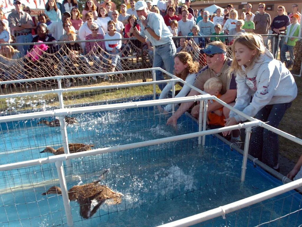 When ducks won the day at the NC State Fair — Today in Triangle History - Yahoo