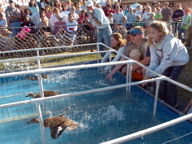 When ducks won the day at the NC State Fair — Today in Triangle History - Yahoo