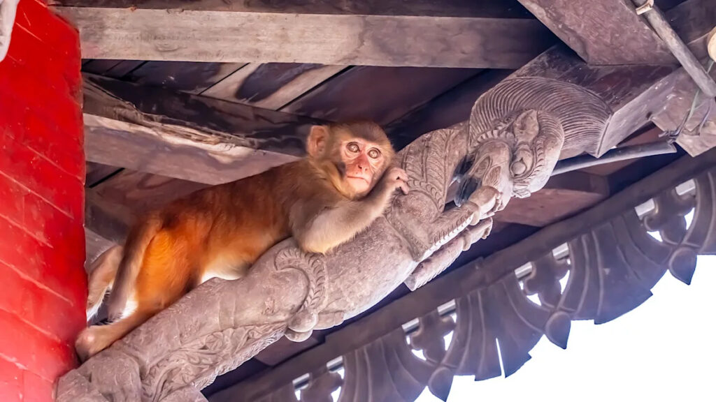 Monkeys send 40 people to the hospital in Nepal as they raid homes and shops - Yahoo