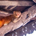 Monkeys send 40 people to the hospital in Nepal as they raid homes and shops - Yahoo