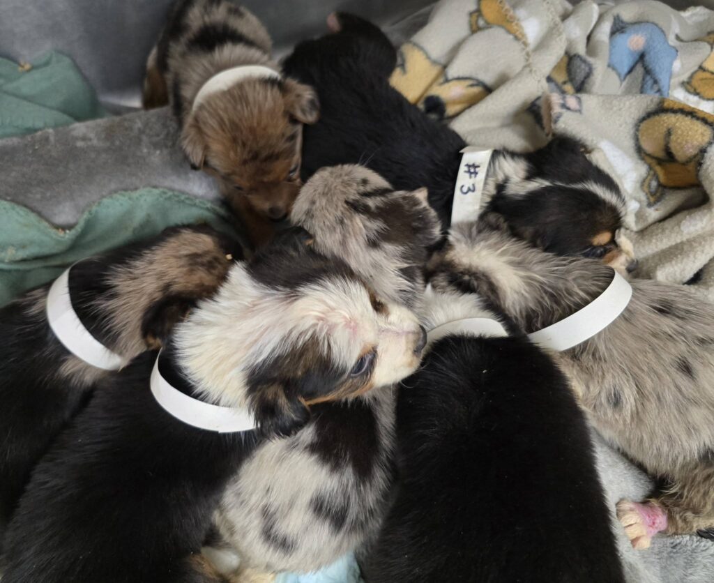 Local Animal Organizations Try To Nurse Abandoned Puppies Back To Health - The Intelligencer