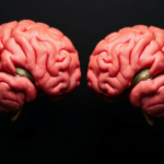 When the Mind Divides, Sarcopenic Muscles Falter: Neural Clues to Unsteady Force in Ageing - Bioengineer.org