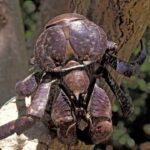 Giant flesh-eating crab twist in search for Amelia Earhart - SBS